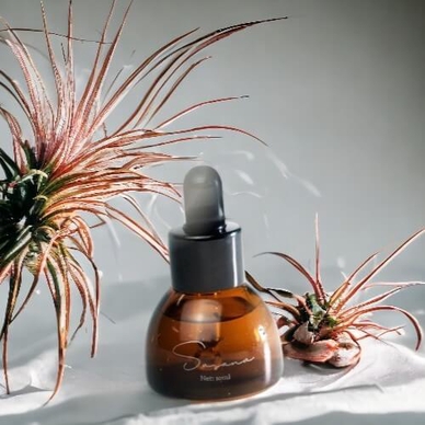 Tinh dầu Sasana Osmanthus - Ảnh 4